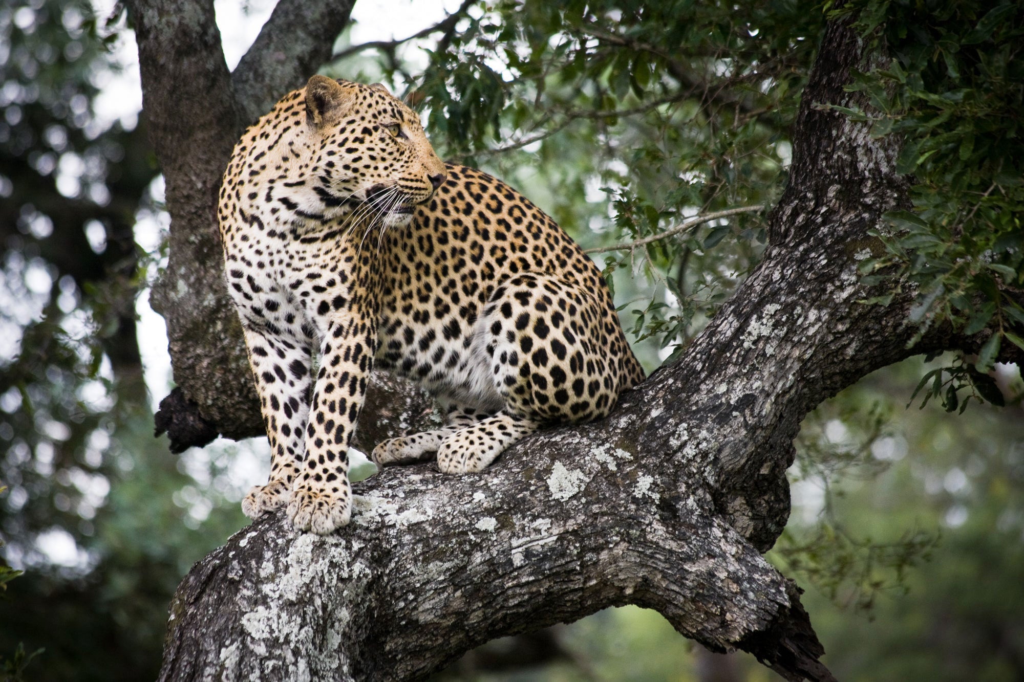 Jaguar in Africa