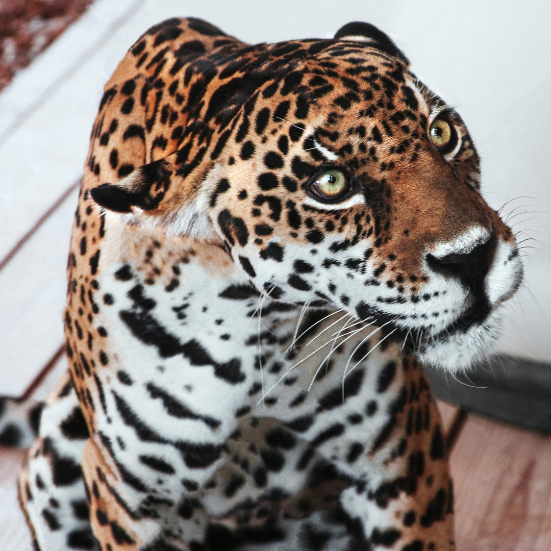 Leopard Print Raincoat with Hood Available Now