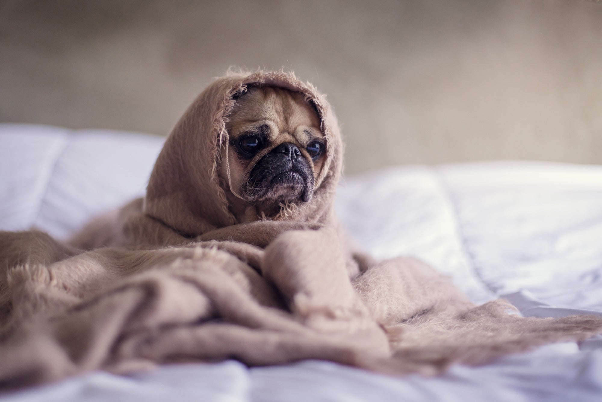 dog wrapped in travel blanket